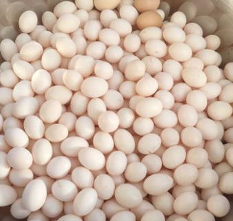 上海鸽子蛋 食用 箱装 