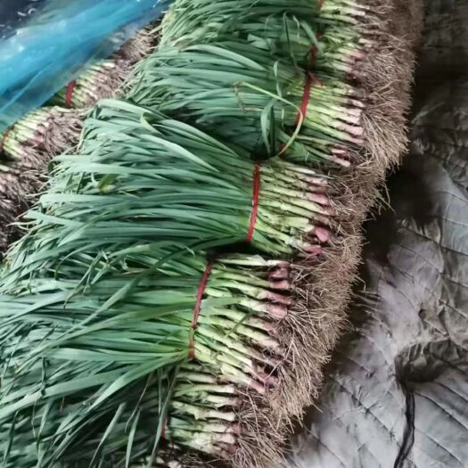 邹城市 大量红根蒜苗上市，欢迎订购，价格优惠