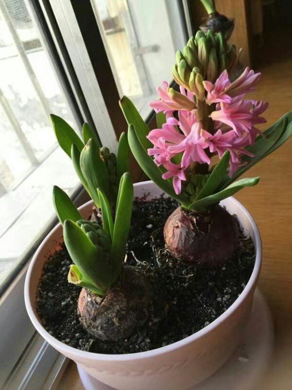 风信子种球白色红色黄色
