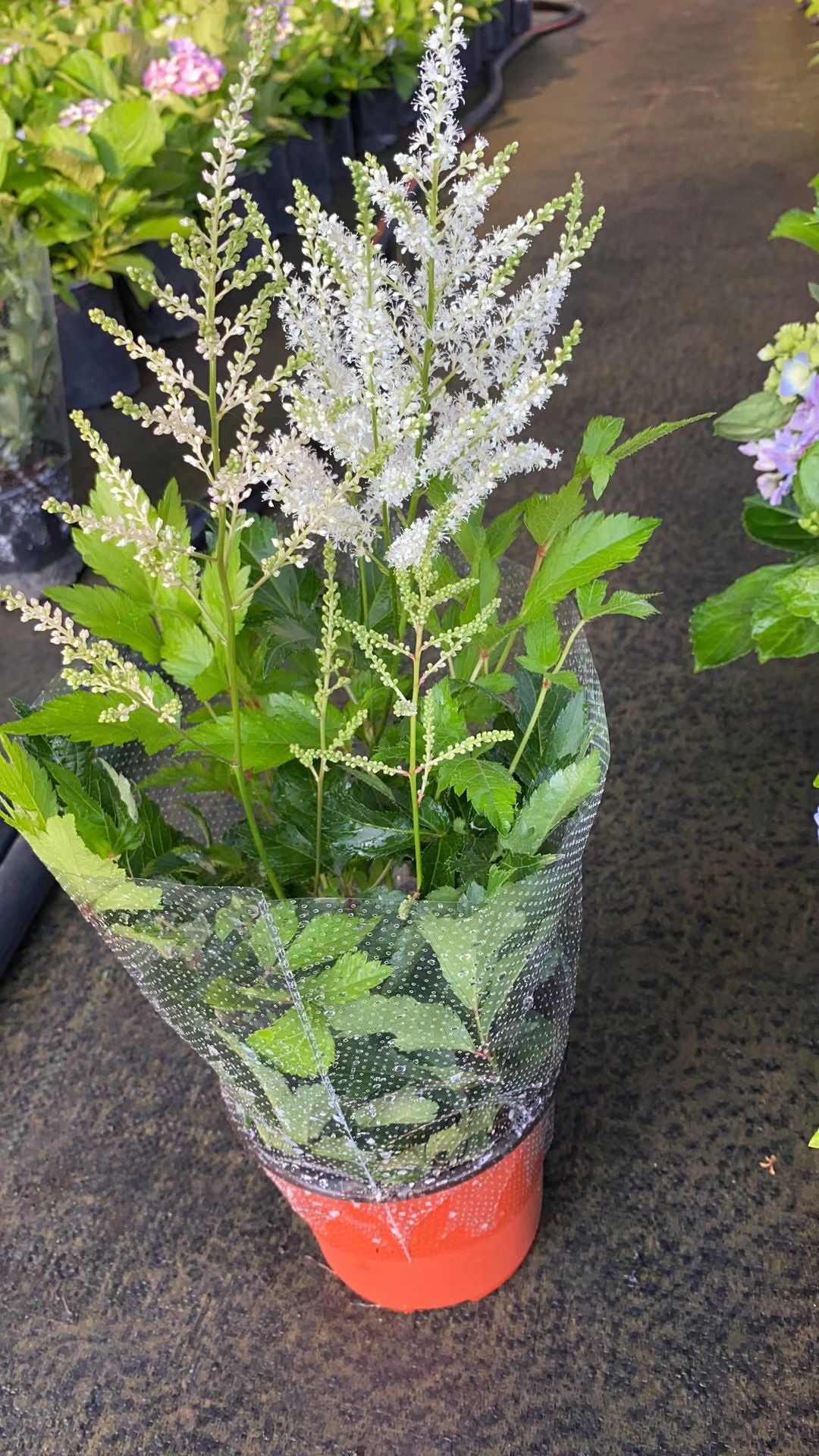 落新妇盆栽多色花期也很长 多年生草本植物根系发达易成活