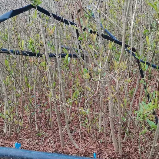 永胜县突尼斯软籽石榴树苗  突尼斯软籽石榴（大叶）