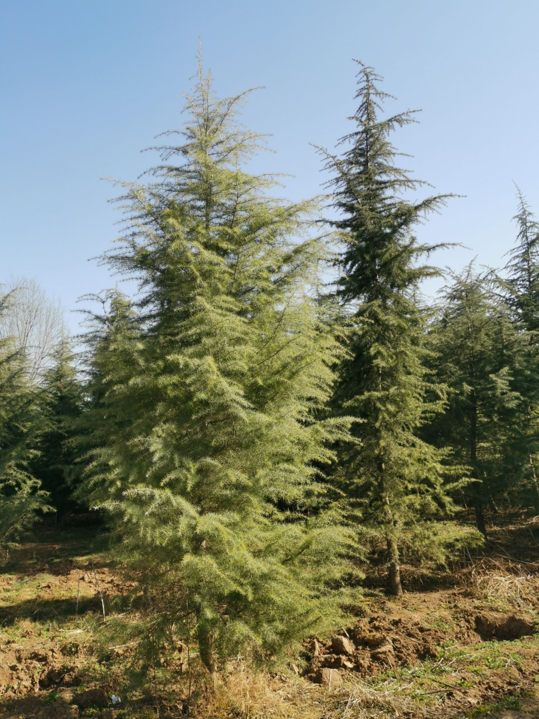 垂枝雪松 精品雪松3～6米，货源充足价格实惠