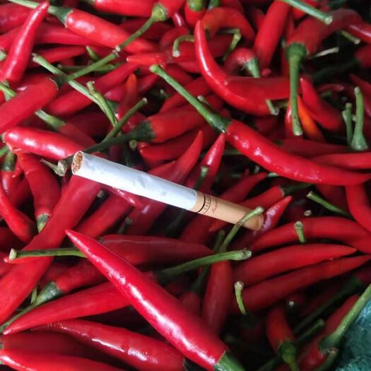 南宁 小米椒，朝天椒，现摘现发，货源充足