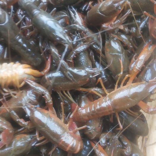 潜江市小龙虾  小青2－4 可做卤虾，蒸虾，虾尾