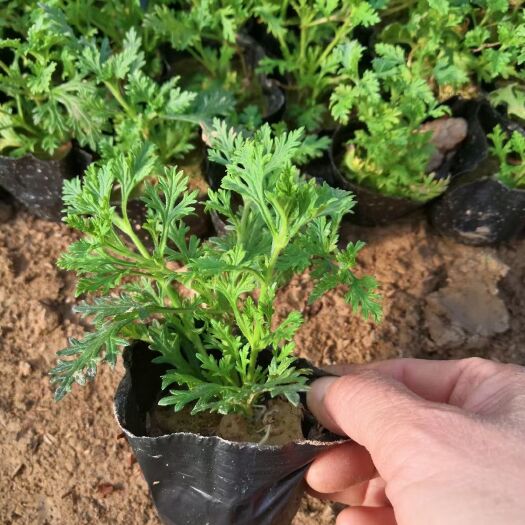 青州市草花 美女樱
