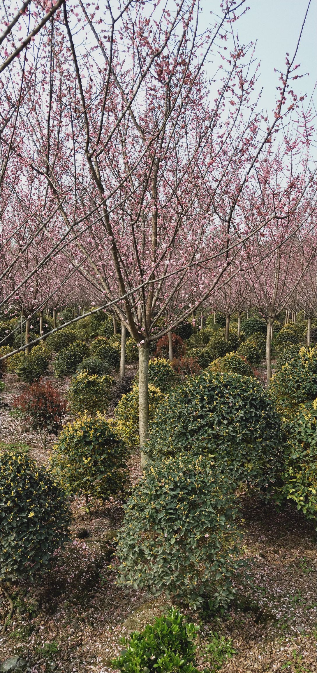 红梅6-15公分的分枝1.2米