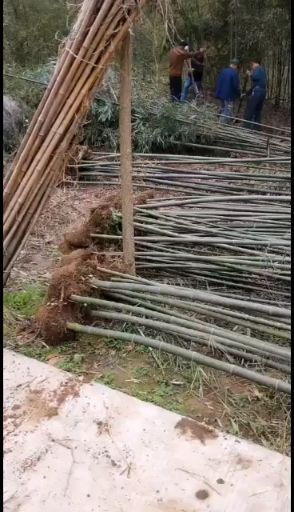 寿县淡竹 质量如图，有需要的联系我！