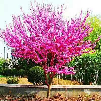沭阳县红花紫荆  紫荆花树苗四季室外庭院开花四季浓香耐寒植物盆栽花