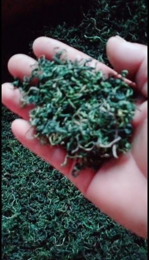 封丘县蒲公英茶  蒲公英，婆婆丁茶叶，产地直销