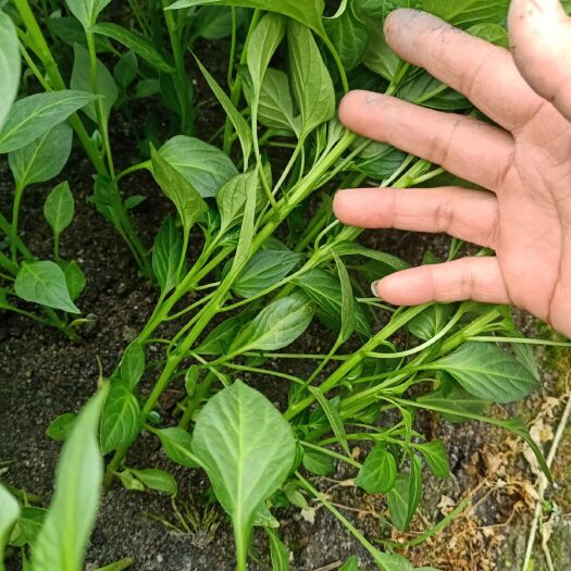 醴陵市线椒苗 10～14片真叶 