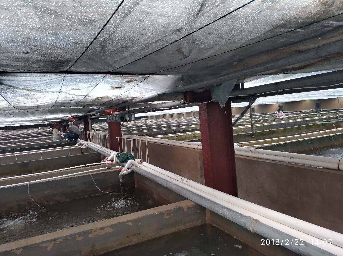 罗氏沼虾苗  云南森泰水产开发有限公司，优质罗氏虾苗。