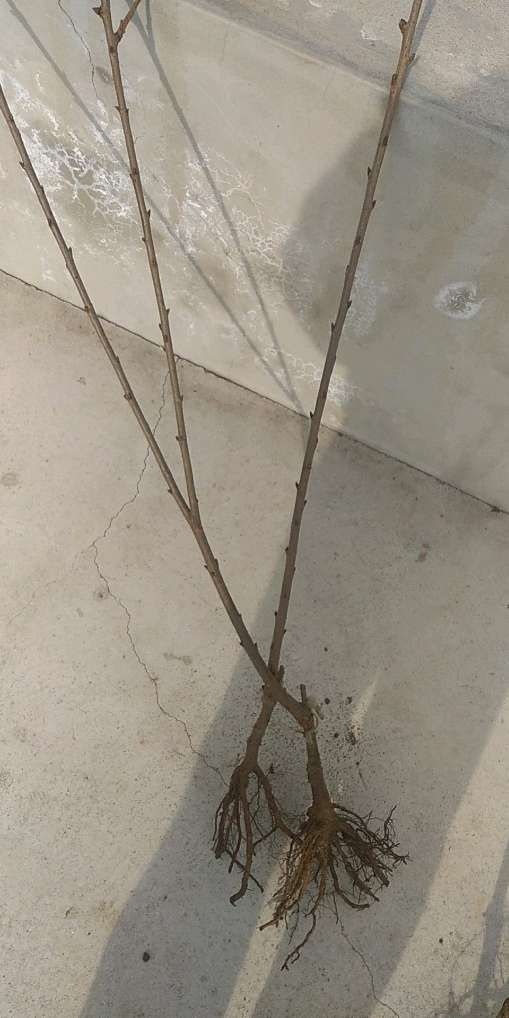 北票市俄罗斯8号樱桃苗 大樱桃苗，俄罗斯8号