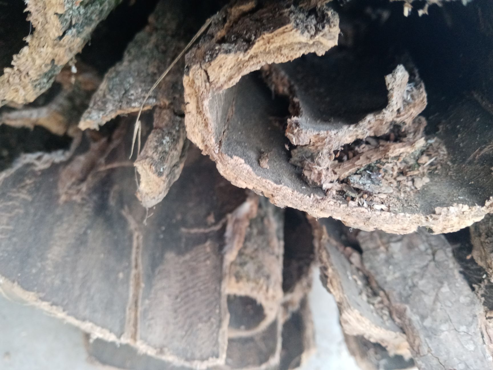  超厚级杜仲树皮，老树皮，药性好。