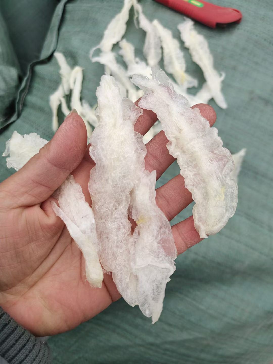 花胶鱼胶黄花胶金龙鱼胶，巴沙鱼胶条一斤120条左右