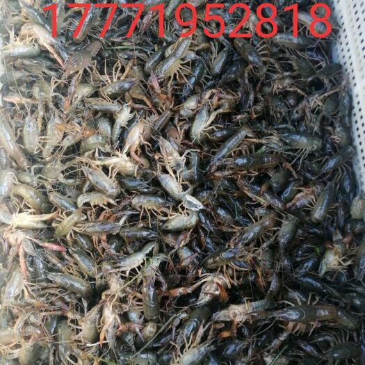 潜江市潜江小龙虾苗上市自家万亩虾塘没有任何中间商有需要联系我
