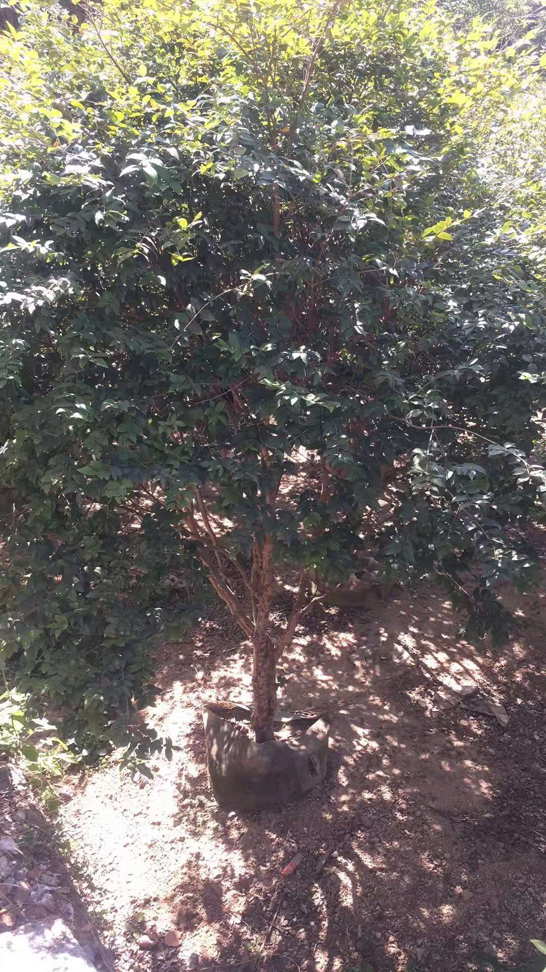 沙巴树葡萄，嘉宝果苗