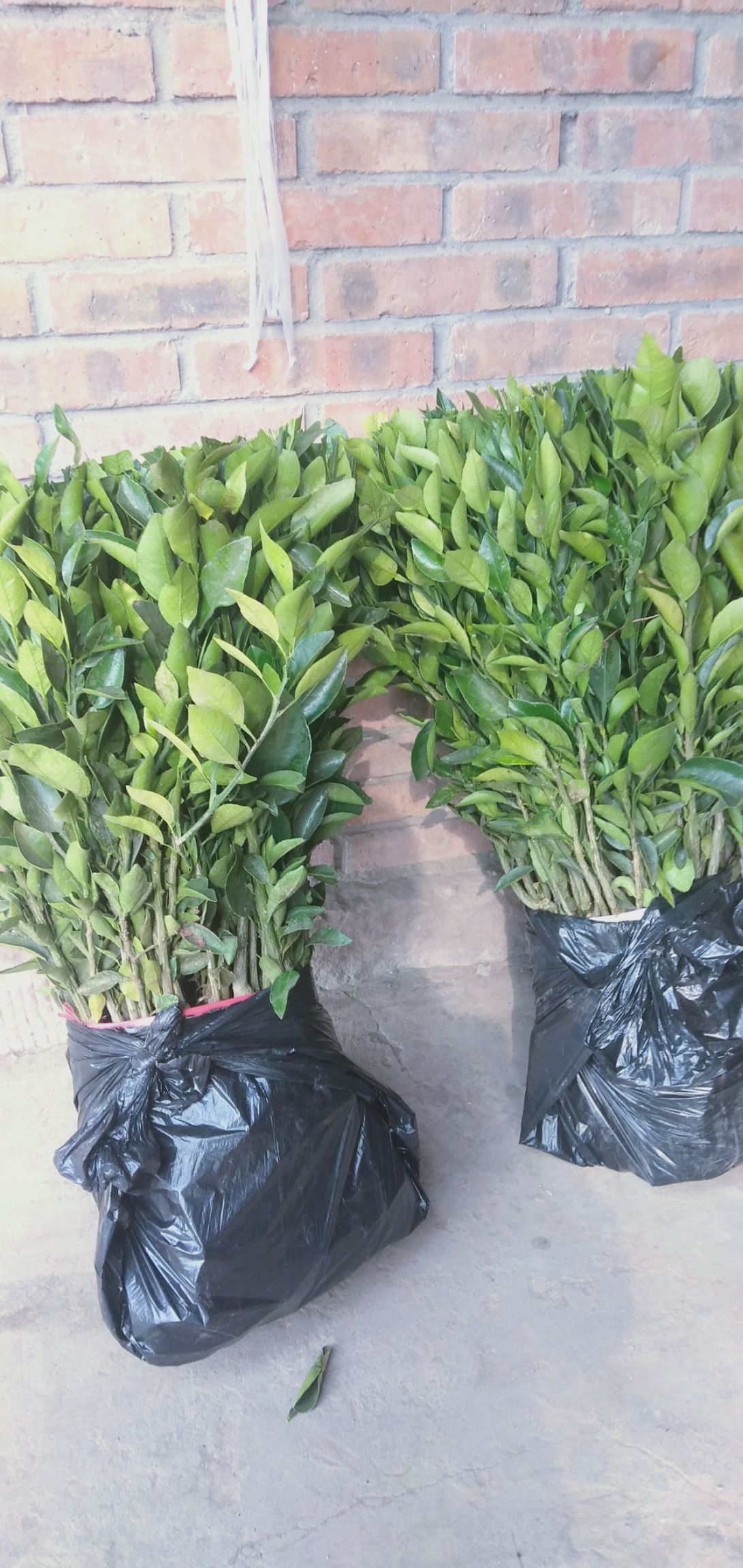 不知火苗  不知火(丑柑)苗，基地直供，品种纯正