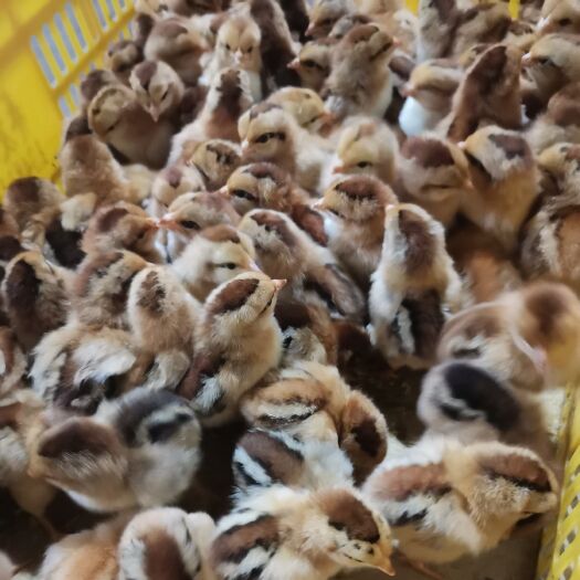 南宁土鸡苗  肉质鲜美 生态散养 批发