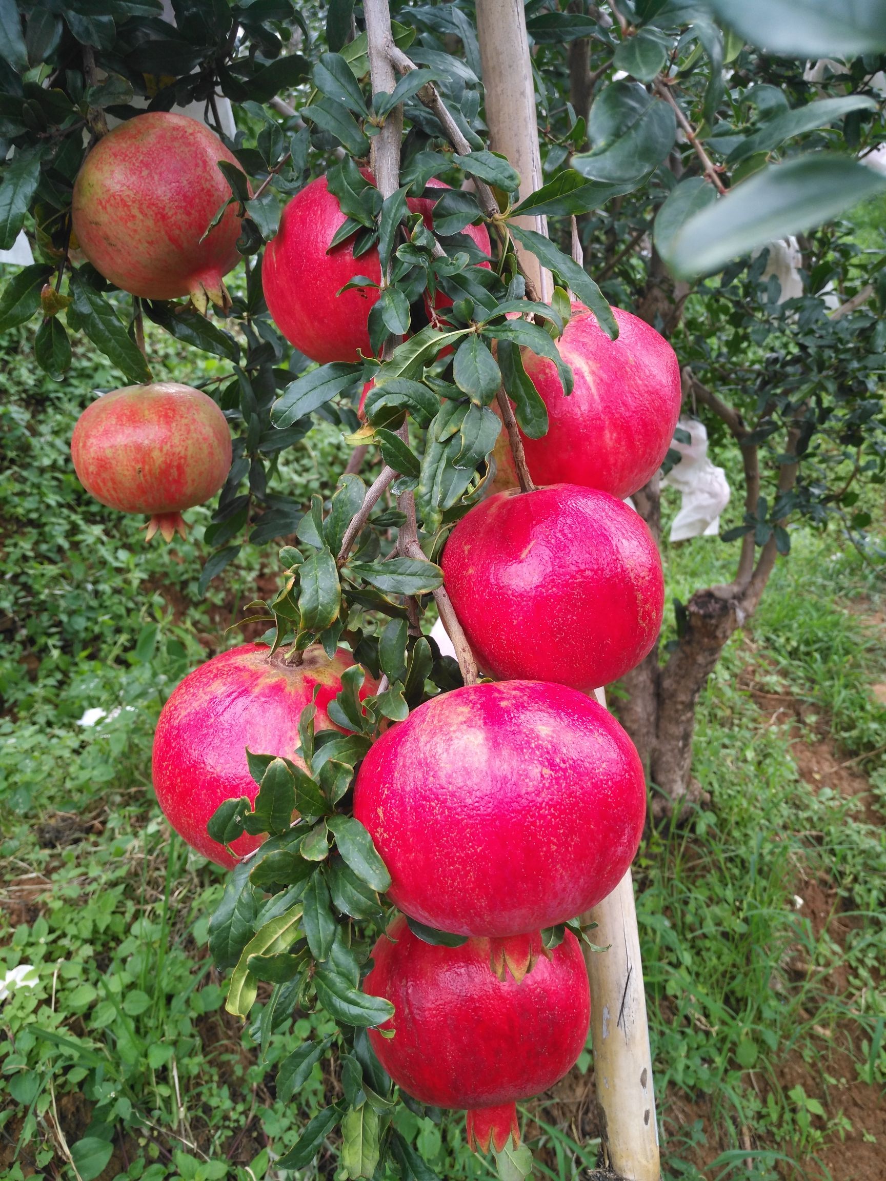 黑籽石榴树苗 黑籽石榴苗！黑籽石榴果大鲜艳，红皮黑籽，高产高糖，微酸甜可口