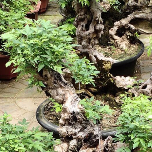 济南 黄荆桩