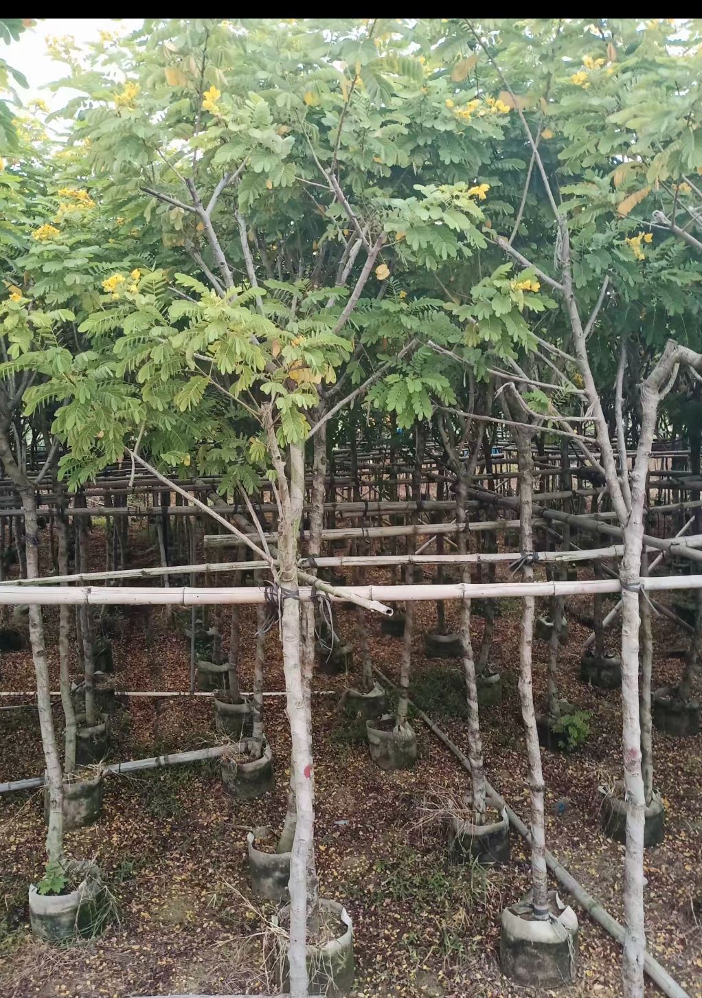 黄花槐 