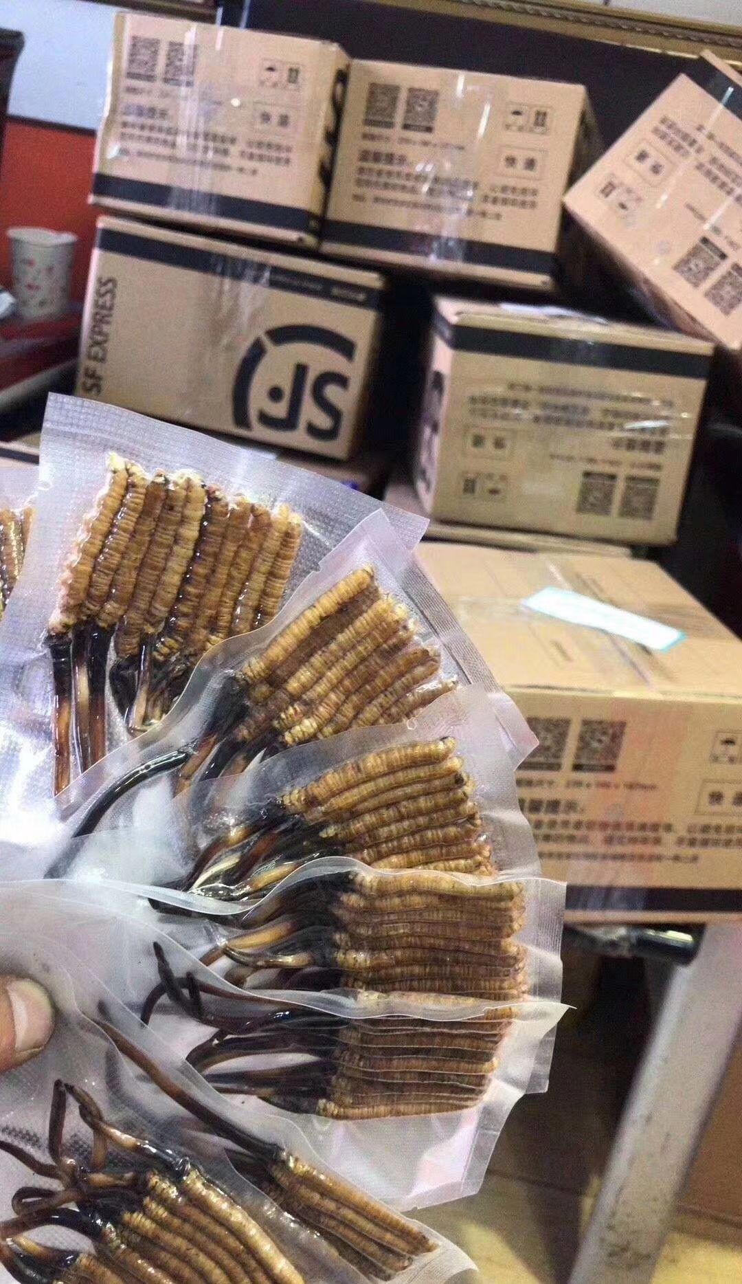 虫草  新鲜冬虫夏草