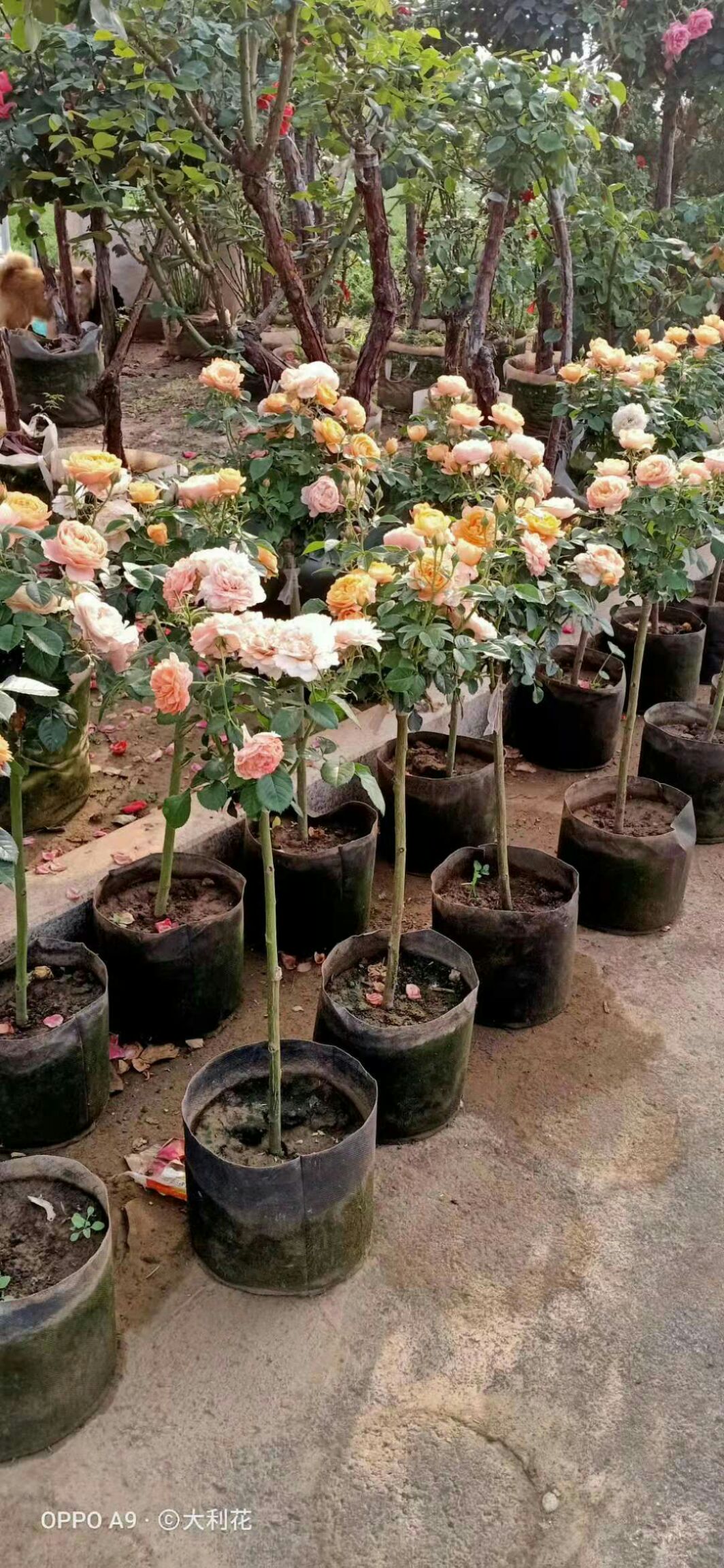 树状月季 树桩月季双色单瓣重瓣花色多