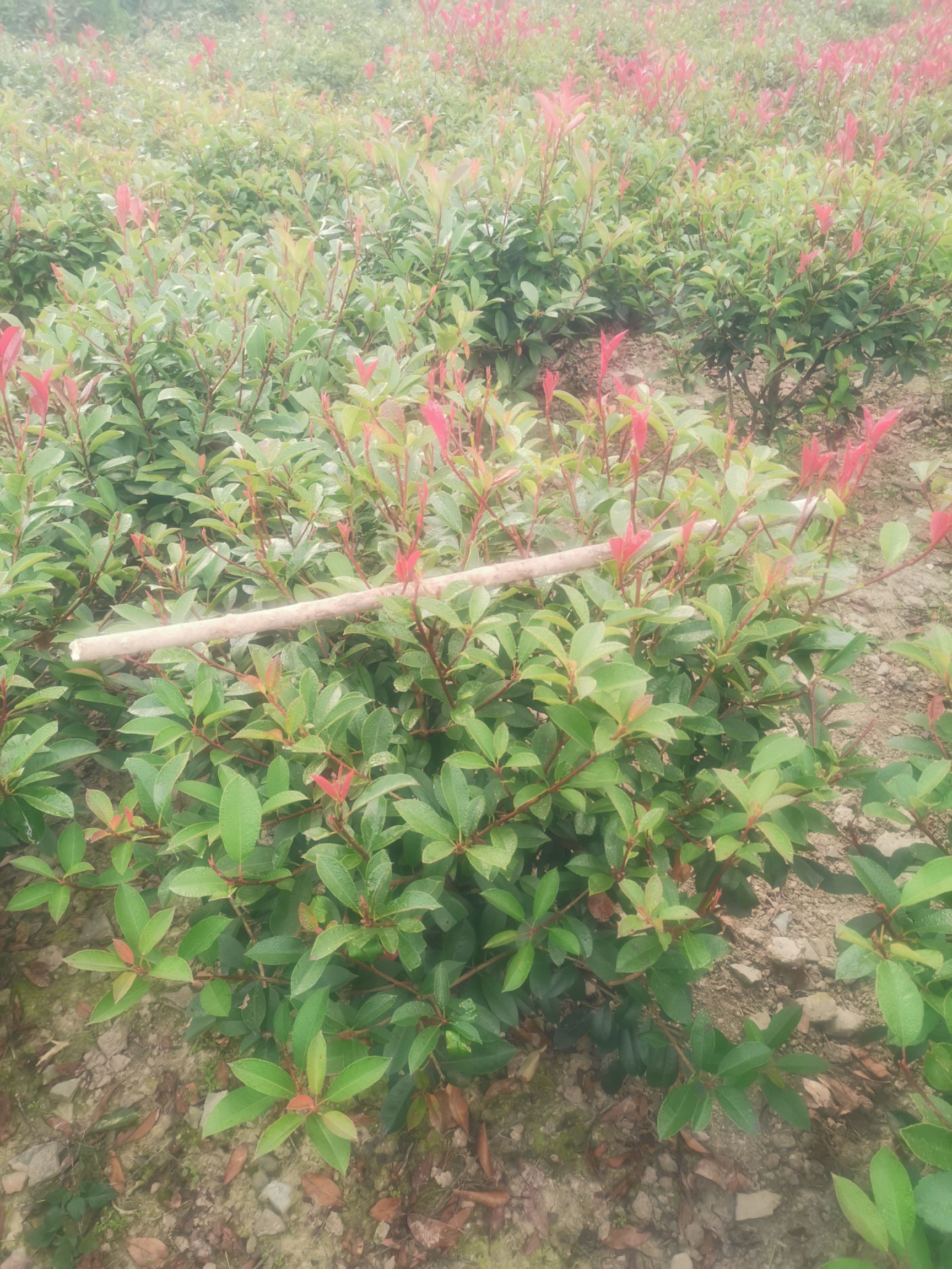 大量供应红叶石楠球（各种规格）