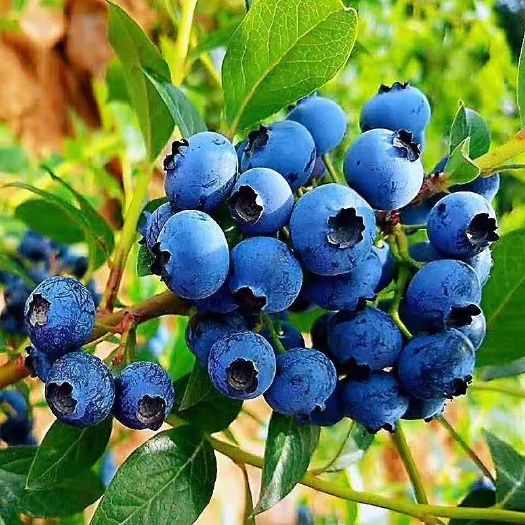 新沂市奥尼尔蓝莓苗 蓝莓树苗子