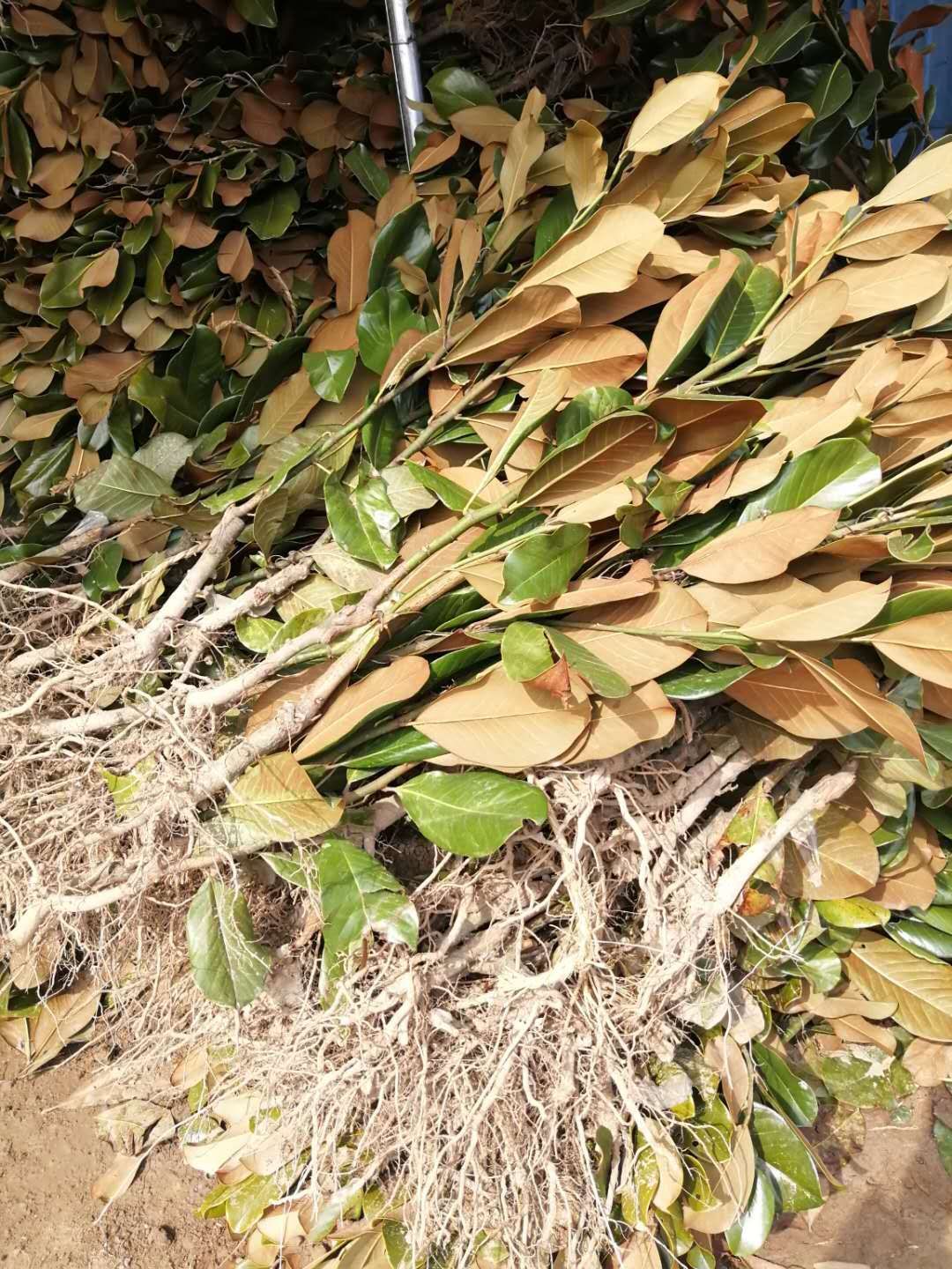  广玉兰苗地栽苗80cm以上