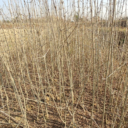 对节白蜡（对节树）高度为0.5~1米，价格可商量，详情