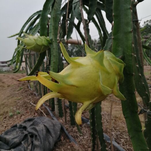 永州无刺黄龙果 无刺黄龙，黄皮白肉，口感细腻，果型漂亮，适合采摘