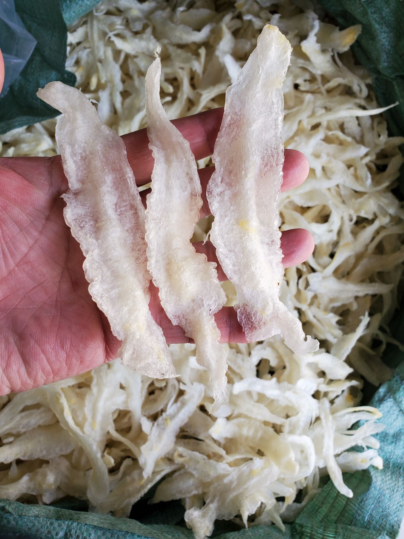 花胶鱼胶黄花胶金龙鱼胶，巴沙鱼胶条一斤120条左右