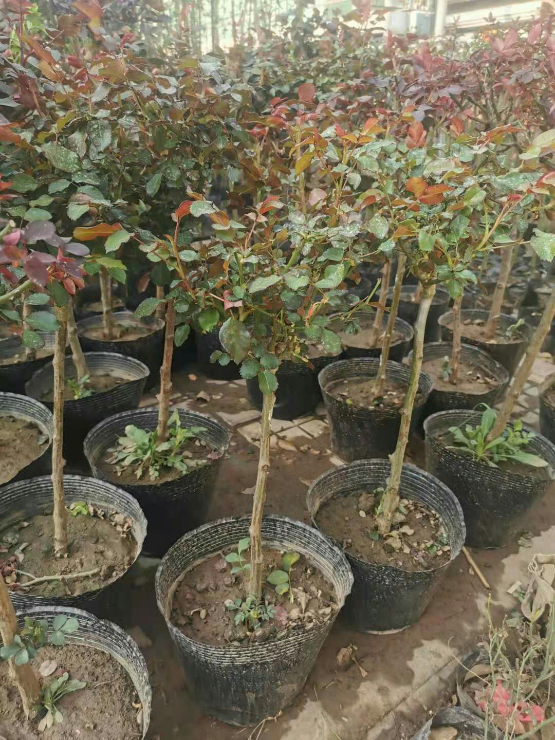 树状月季 树桩月季双色单瓣重瓣花色多