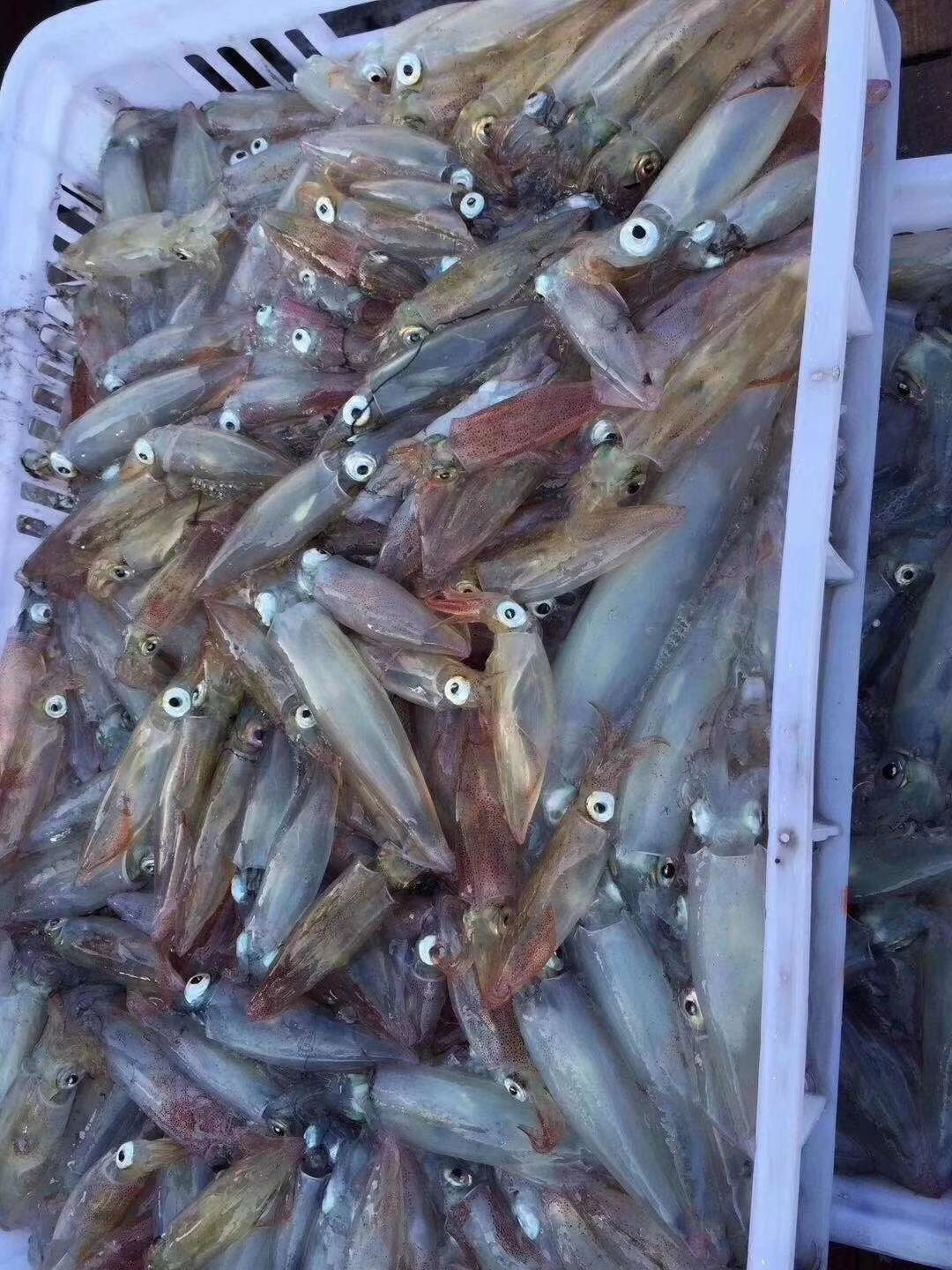  东山岛小鱿鱼(一口管)  原产地直供发货