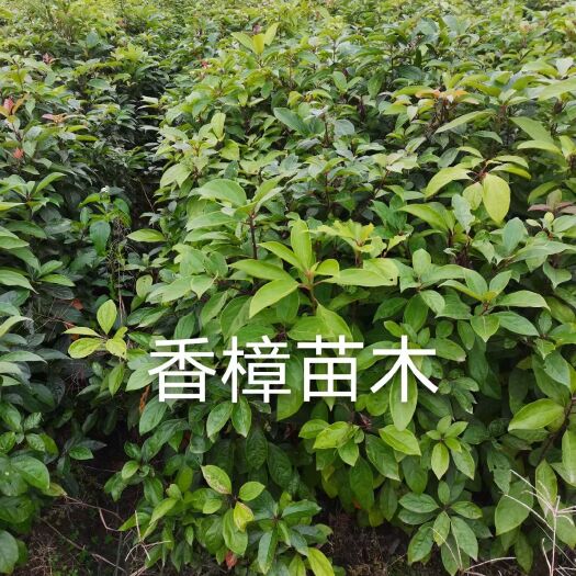 奉新县小叶樟  中叶樟树苗