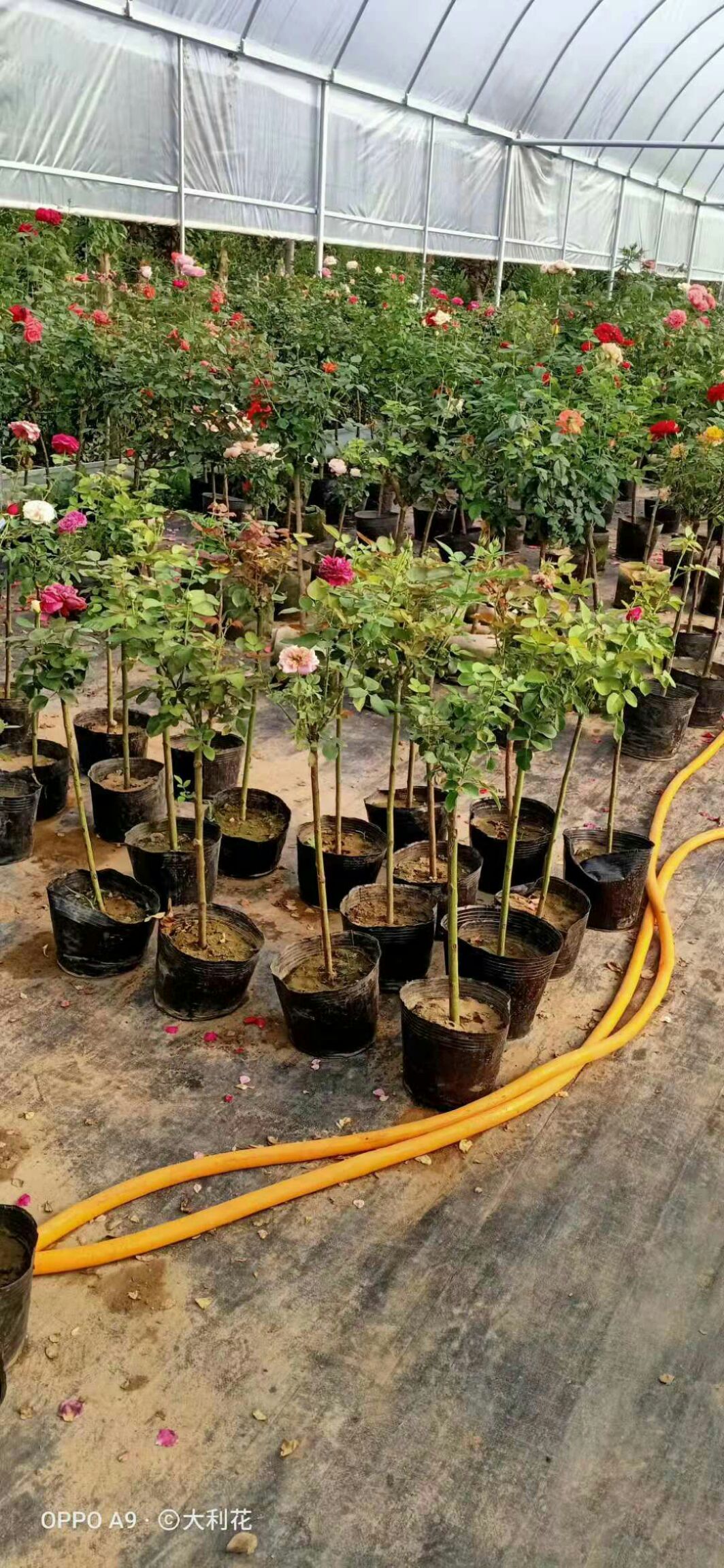 树状月季 树桩月季双色单瓣重瓣花色多