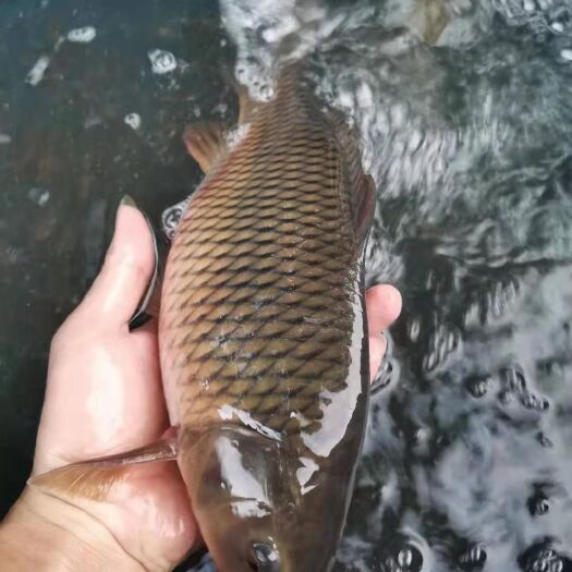  禾花鲤鱼苗，稻田鲤鱼，渔场直销，一手货源，