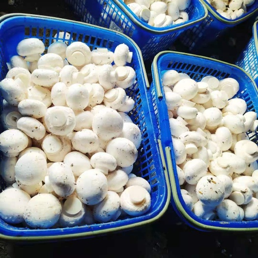 温州鲜平菇  新产品平头菇，大棚自己种植，现摘现发