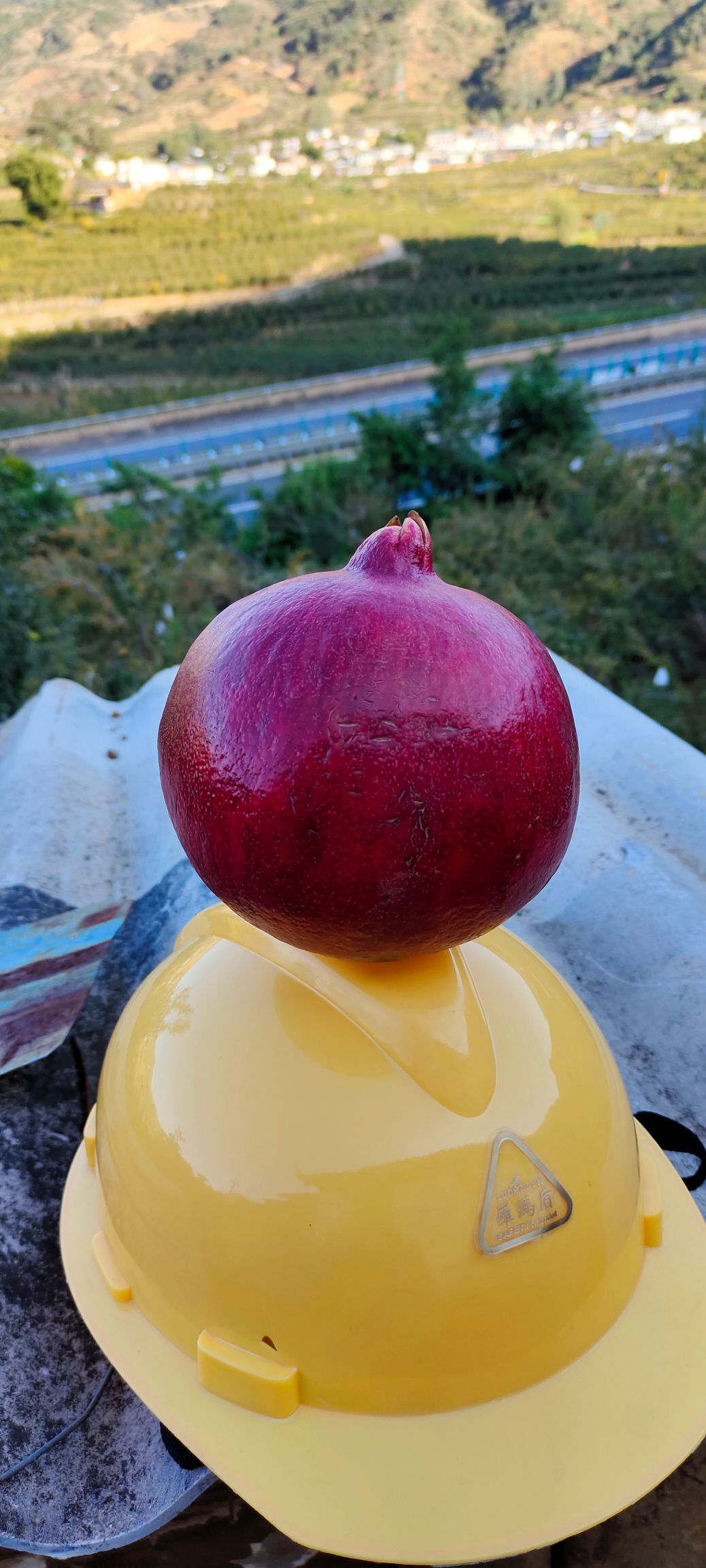 黑籽石榴树苗 黑籽石榴苗！黑籽石榴果大鲜艳，红皮黑籽，高产高糖，微酸甜可口