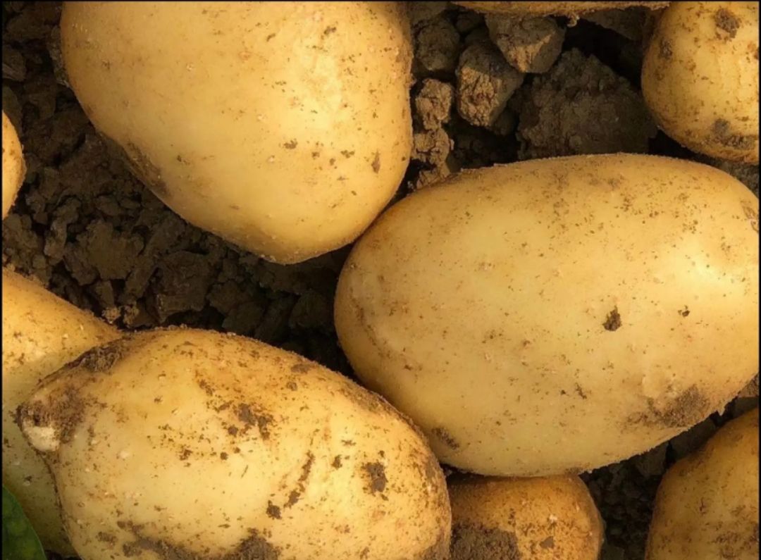 希森 广西冬种马铃薯，鲜薯上市！欢迎广大收购商采购！黄皮黄心