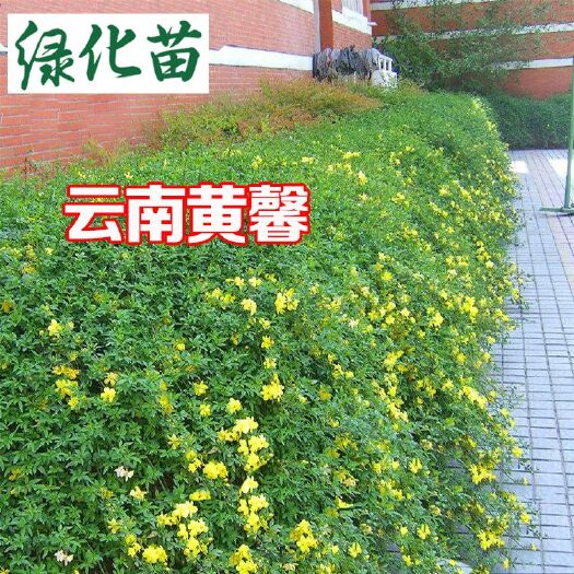 沭阳县云南黄素馨  迎春花苗 云南黄馨
