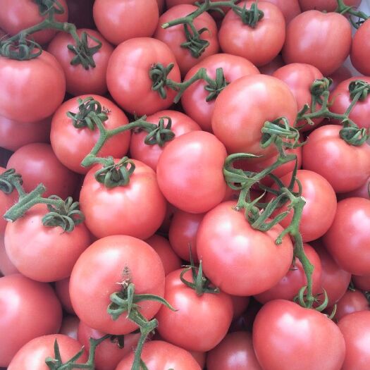 临沂费县西红柿硬粉西红柿 硬粉番茄 西红柿基地产地直销西红柿