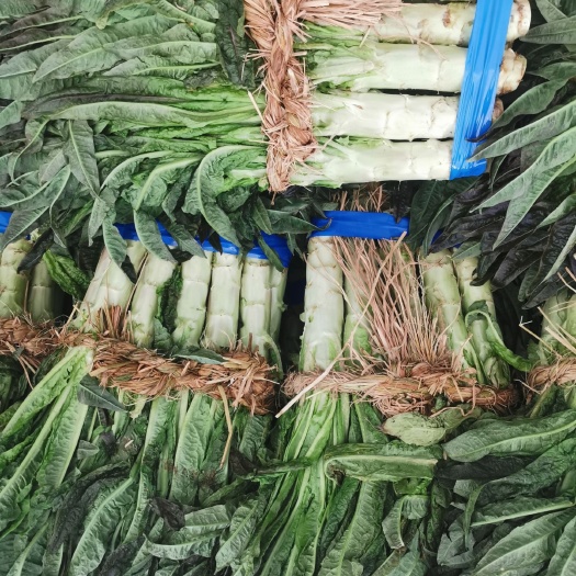 东台市红叶莴笋  优质莴苣大量供应
