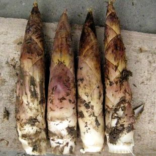 竹笋 新鲜雷笋，现挖，天天都是新鲜的，3两以上