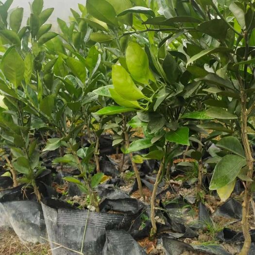 吉安纽荷尔脐橙苗 嫁接苗 0.5~1米 