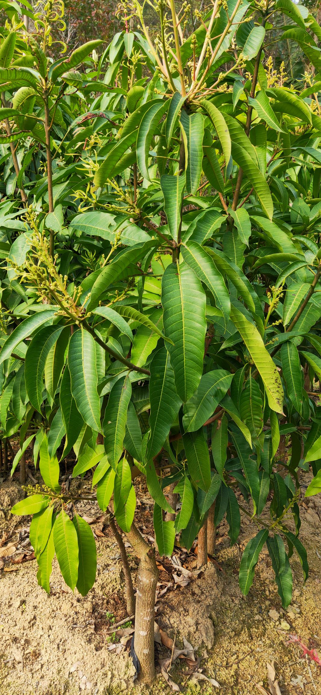 四季芒果苗  一年四季都可开花结果，有营养杯苗，1到5公分大