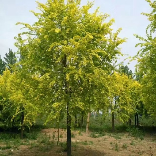 博野县缘林苗圃场出售各种6-20公分金叶榆
