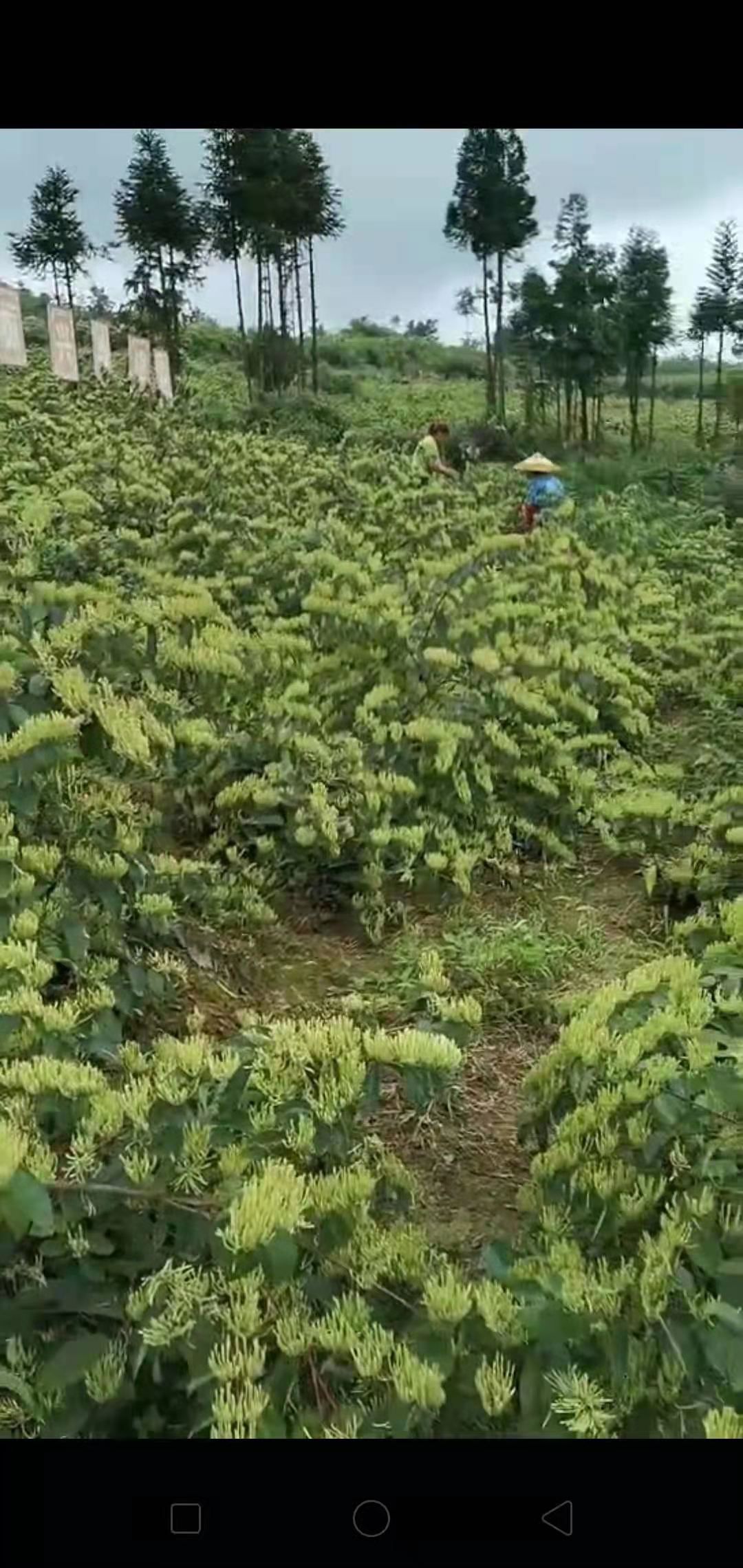 湘蕾一号金银花苗  湘蕾五号金银苗产地直供