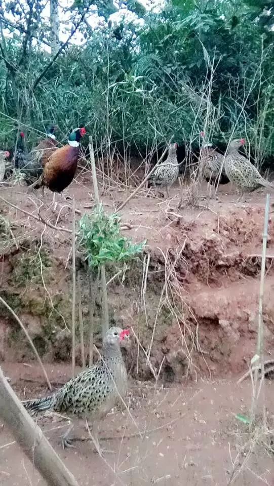 室外散养七彩山鸡，玉米稻谷喂养180天以上，健康美味营养高